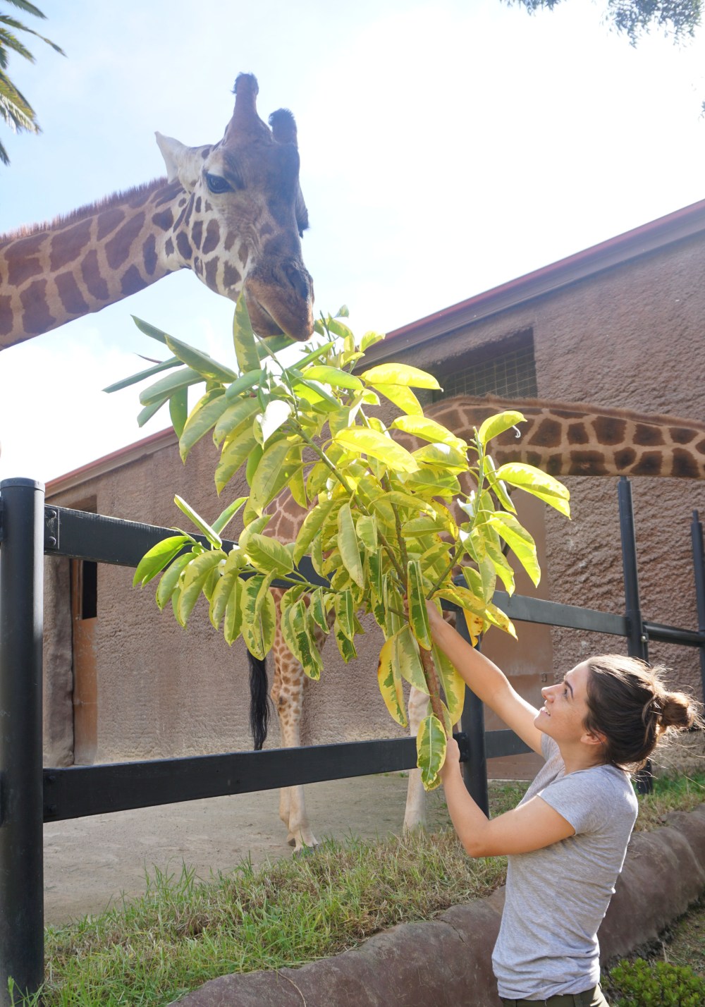Feeding Giraffes during the zoo keeper for a day tour 