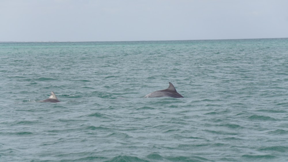 Bottlenose Dolphin