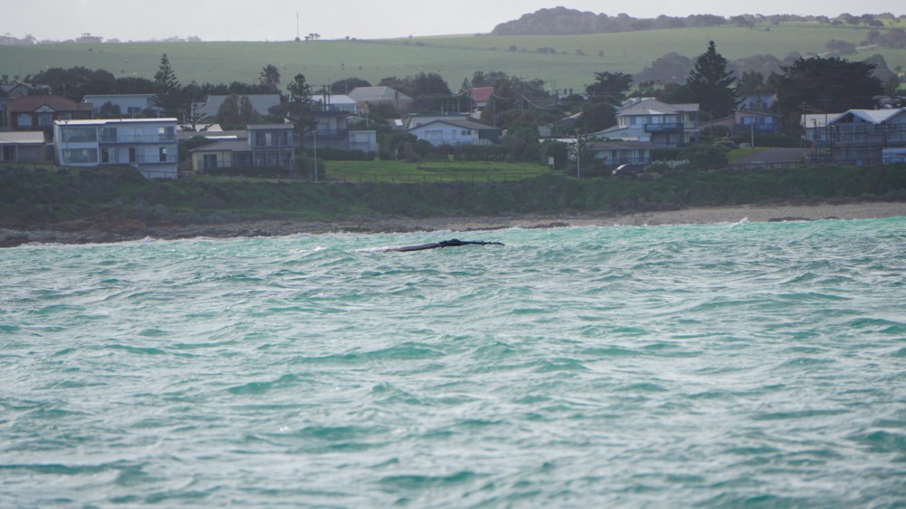 Southern Right Whale
