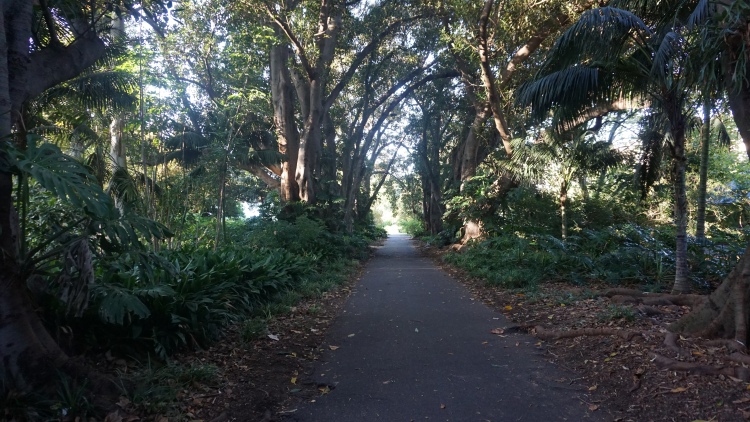 Walking through the beautiful & dense botanic gardens 
