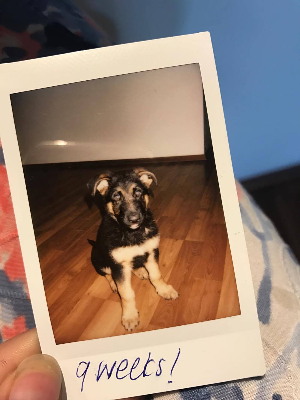 18297256_10211026503731037_203521005_o