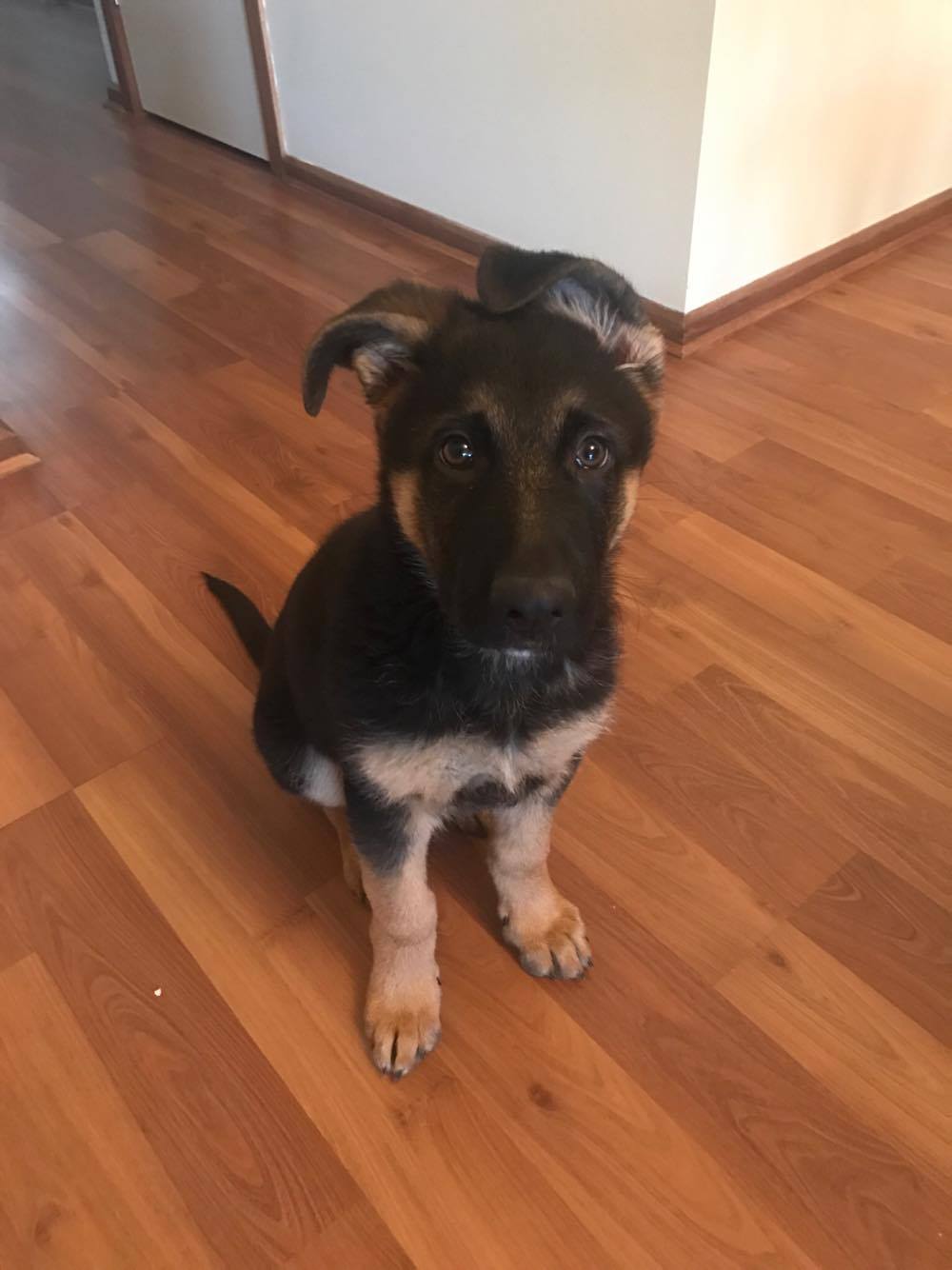 19096071_10211366382747800_1488856474_o