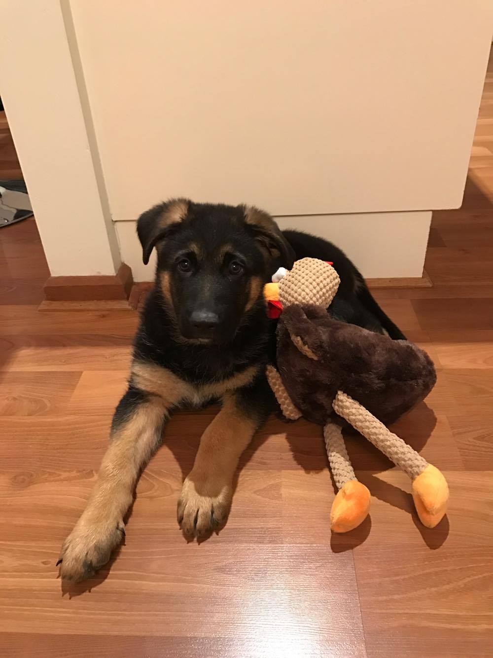 19125474_10211366382827802_921419641_o