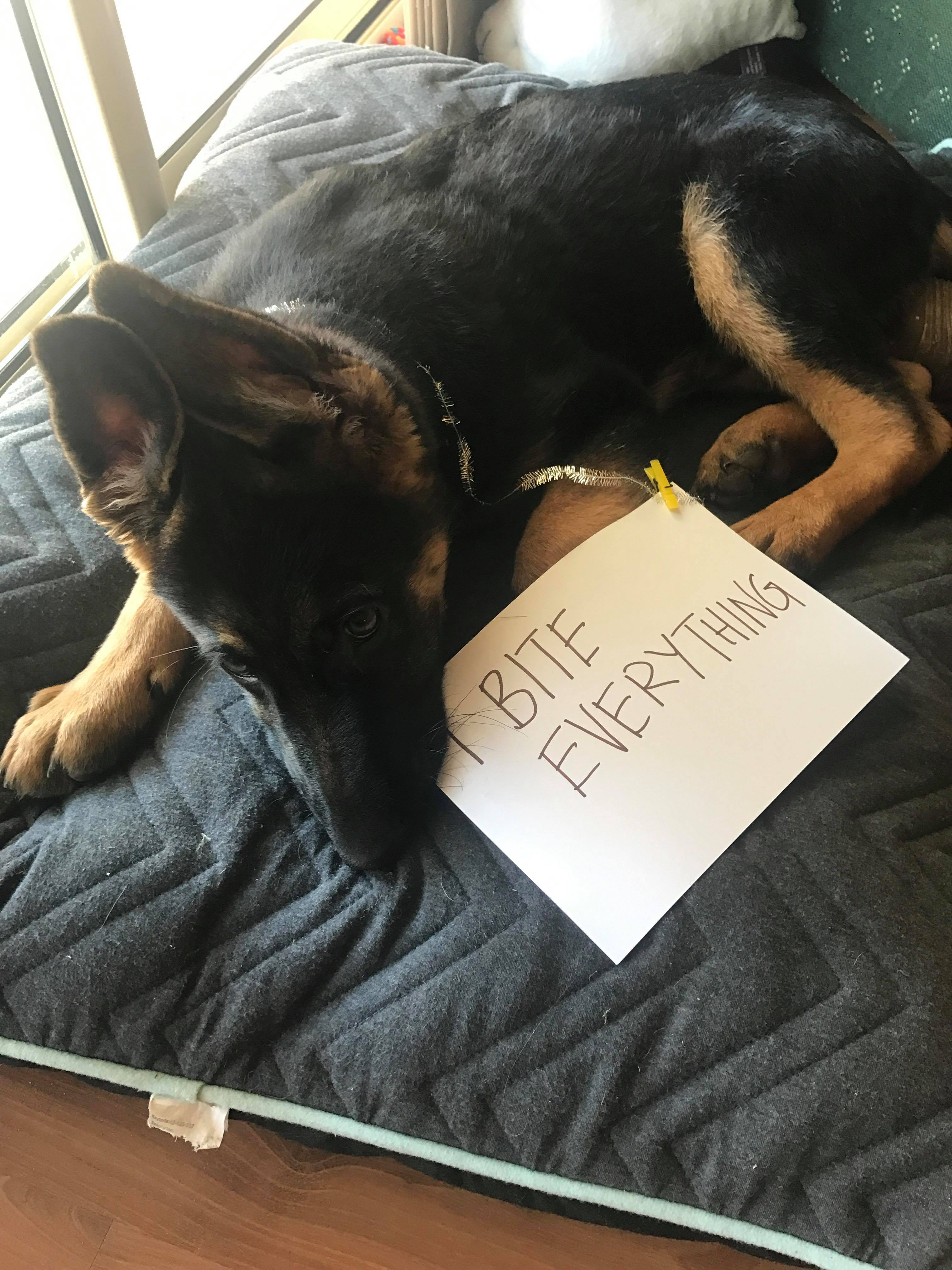 23469294_10212662423388006_1409764192_o