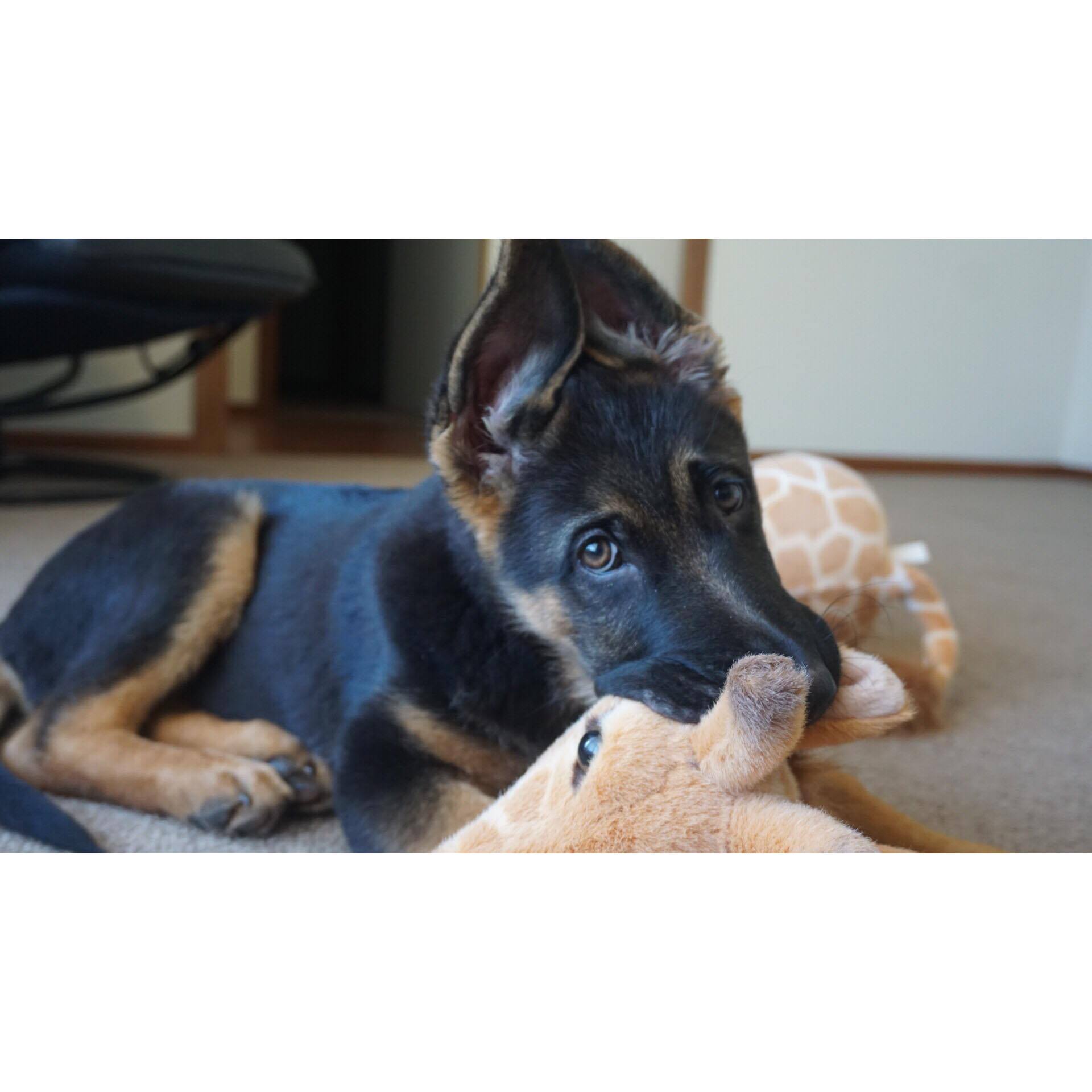 23483158_10212662422587986_235783958_o