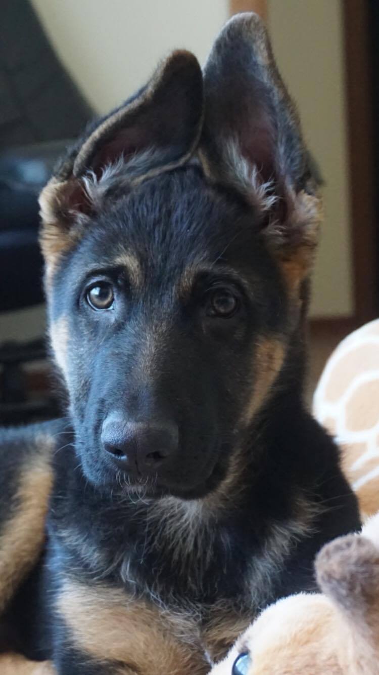 23483263_10212662422547985_870272439_o