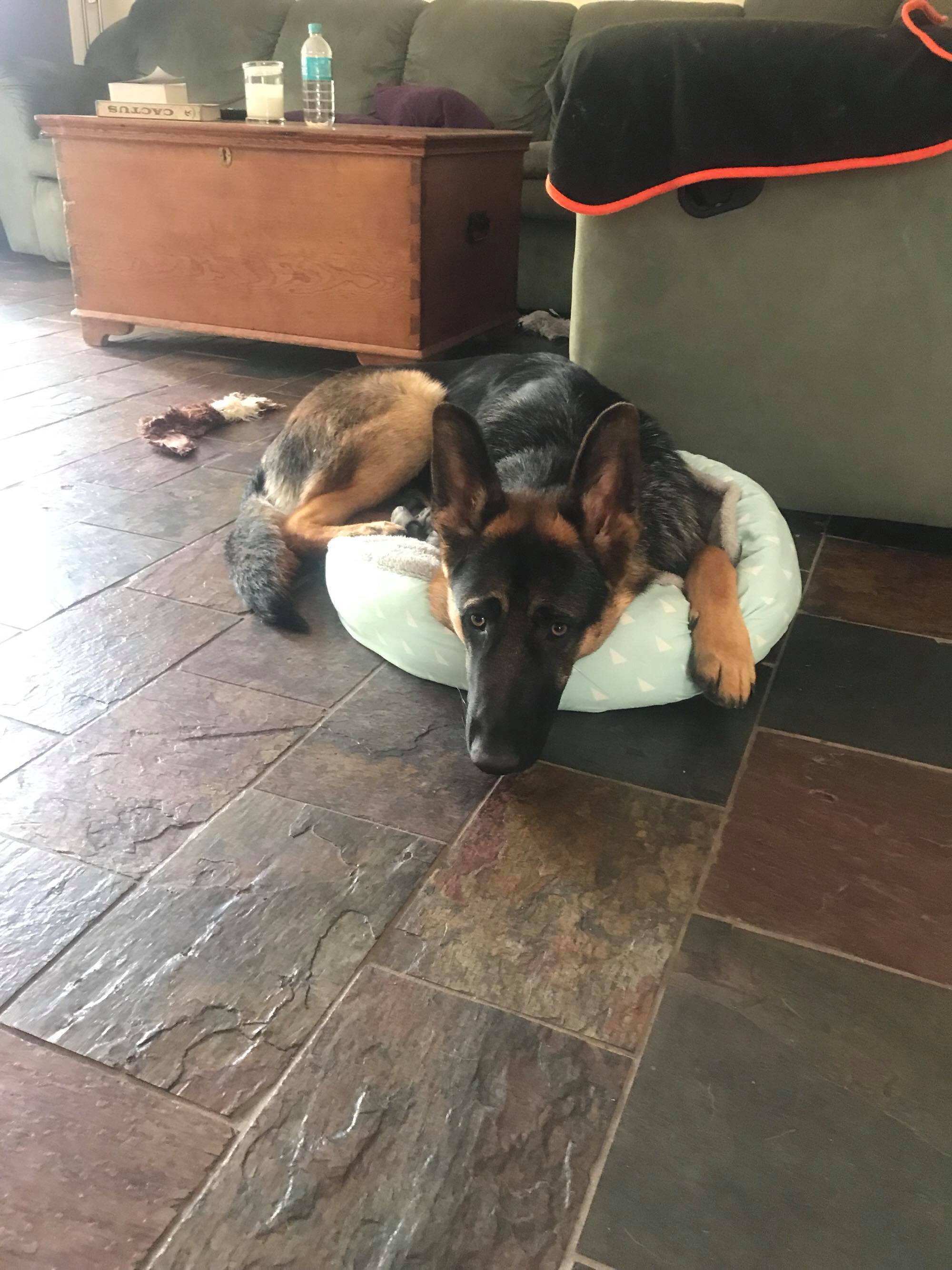 23484679_10212662414267778_235035685_o