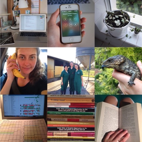 Featured ‘Day in the life of’: Steph, a 4th year veterinary&nbsp;student.