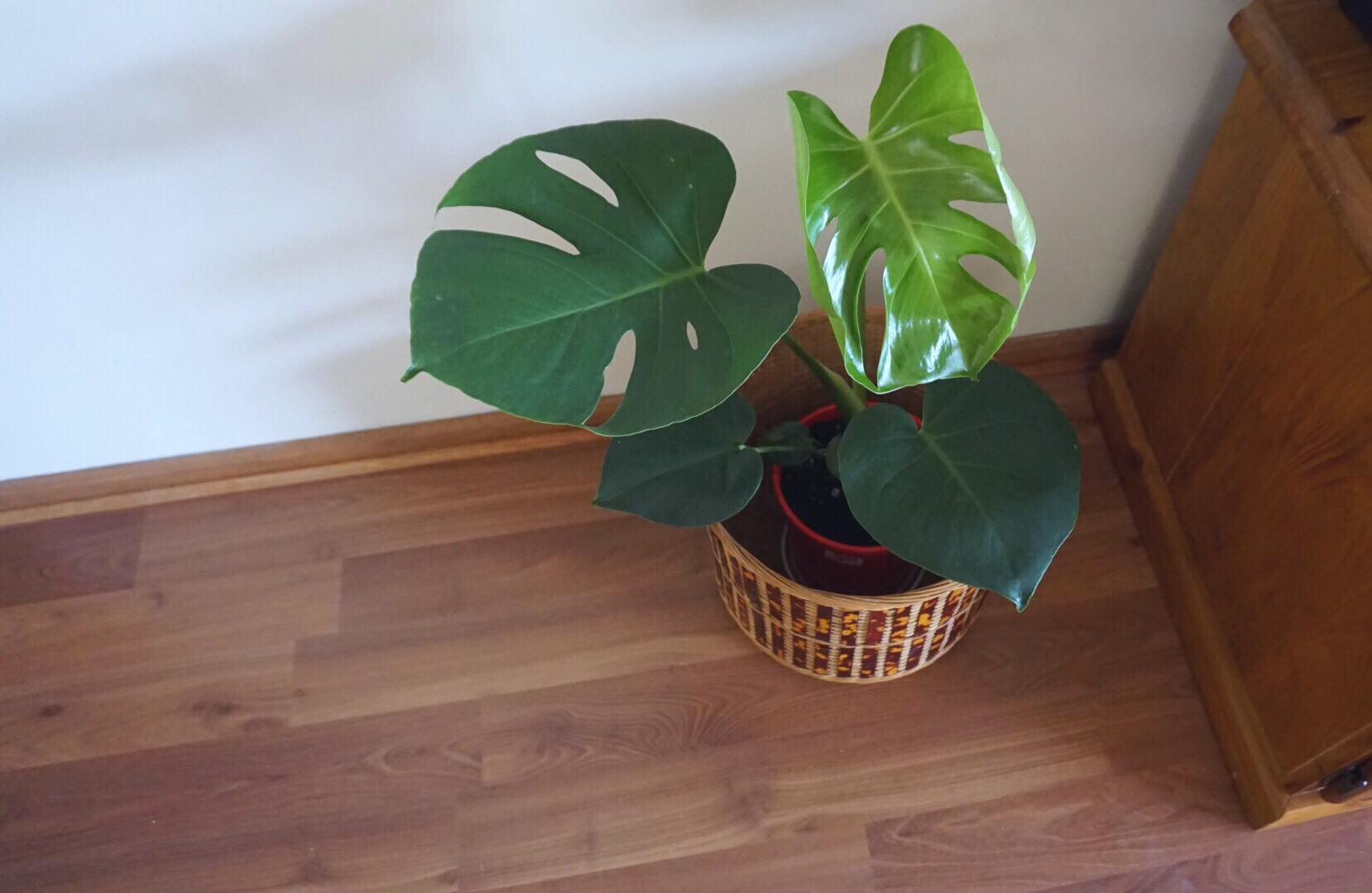 27536979_10213304535960419_1462892364_o