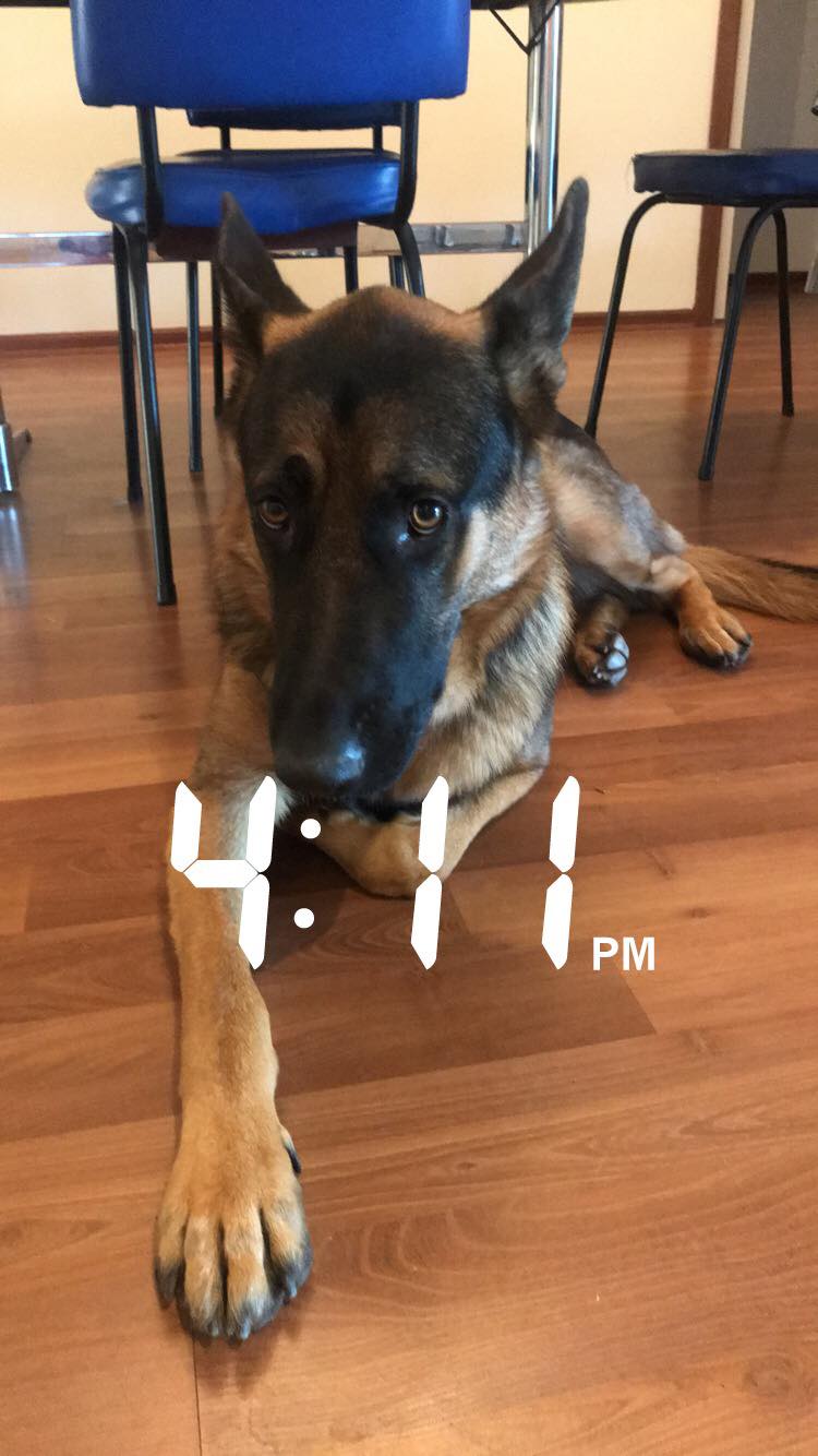 32214682_10214069558325500_2069278632911568896_n