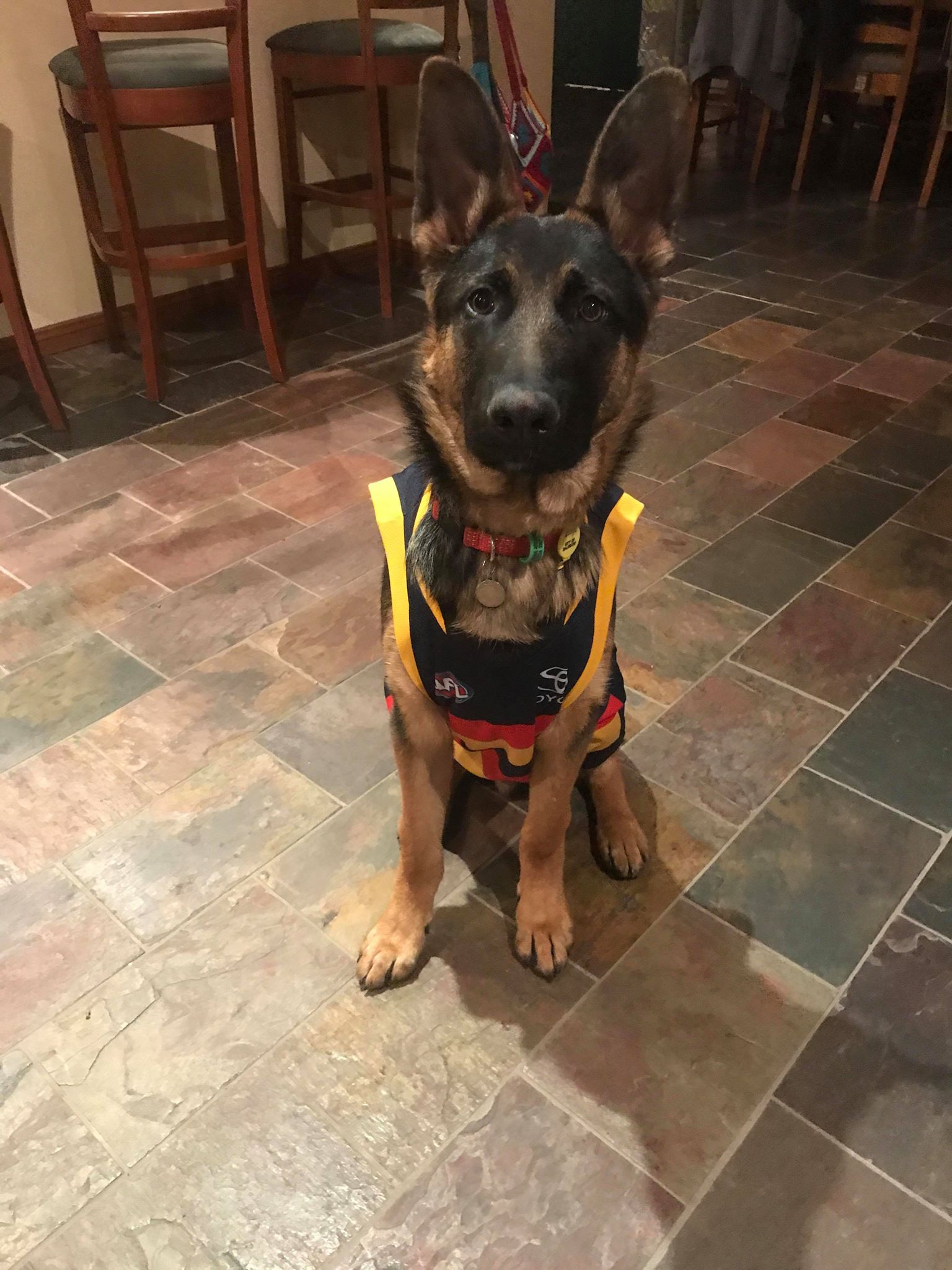 39589197_253232055307350_1238791326921654272_n