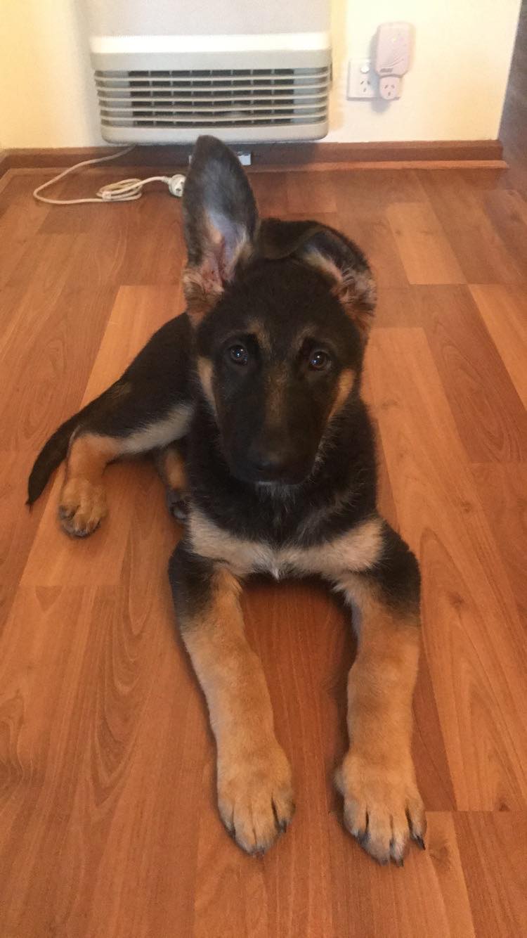 39786374_265796944033541_3162658962944294912_n