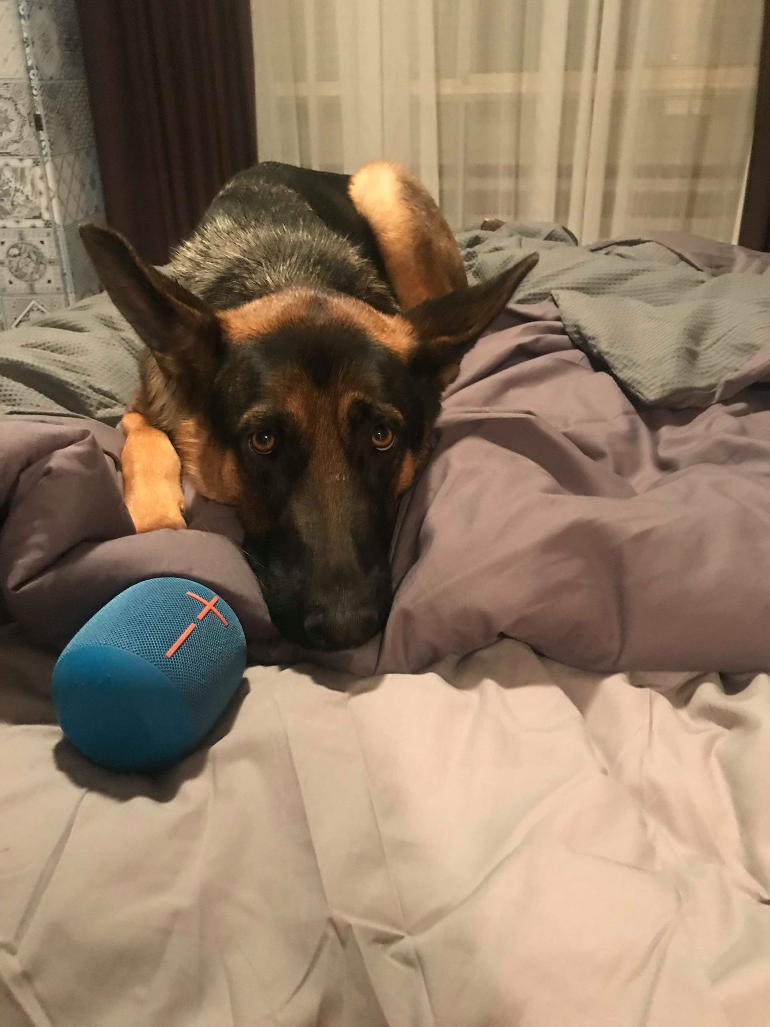 42319682_328308731255422_712768492994035712_n