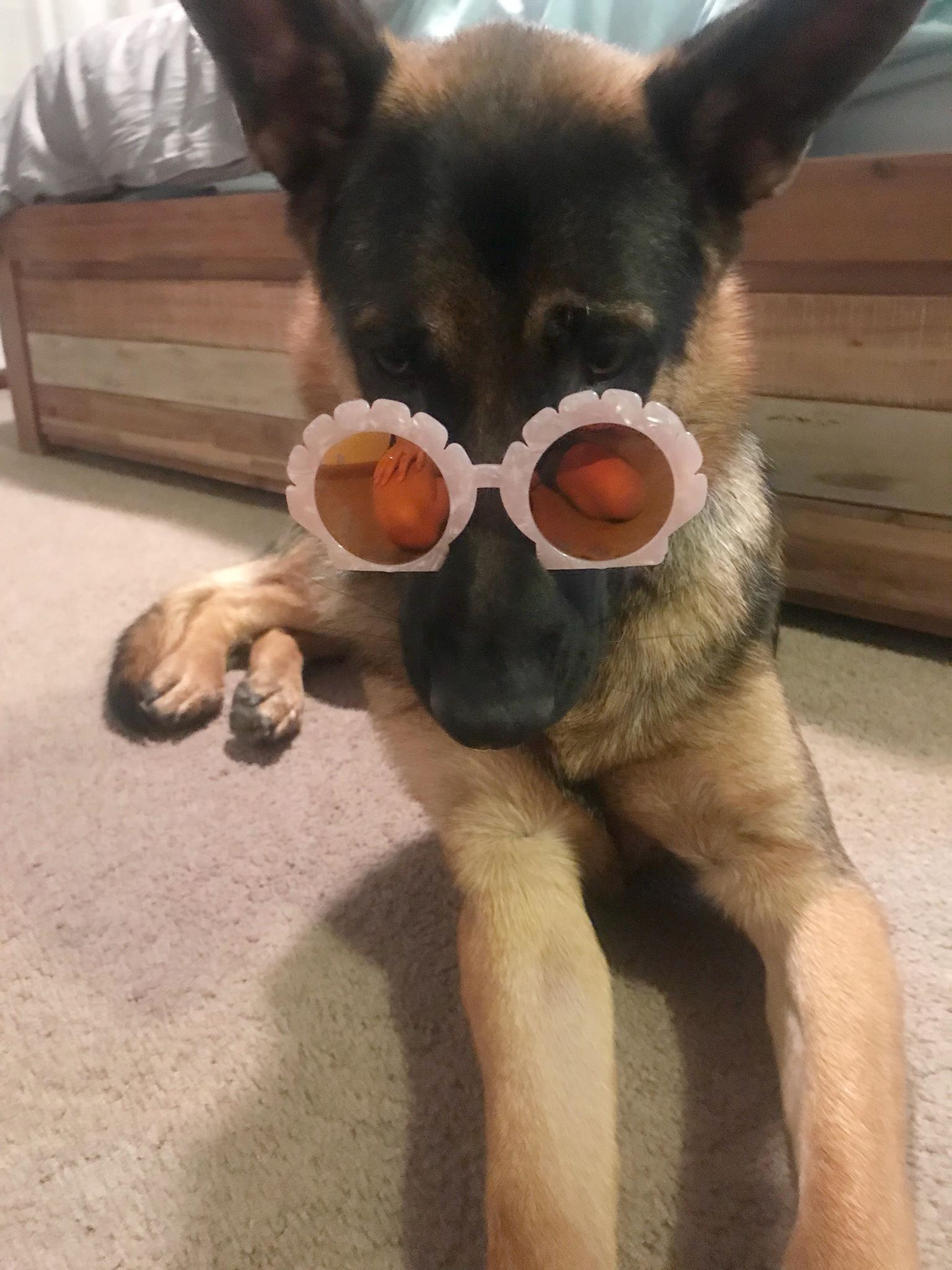 42446433_273829623266885_8671734761003155456_n