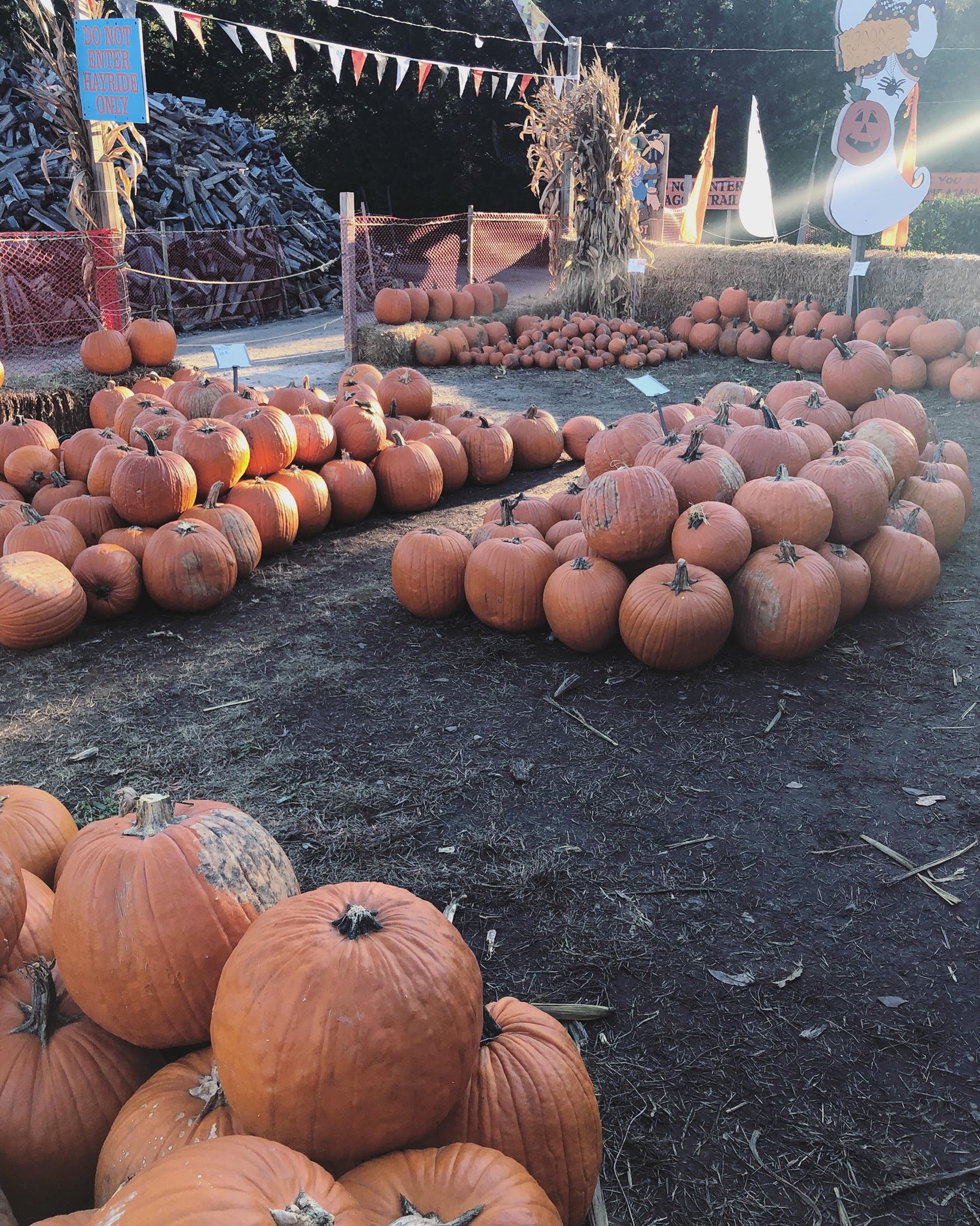 46179152_506407723173978_1405523245842563072_n