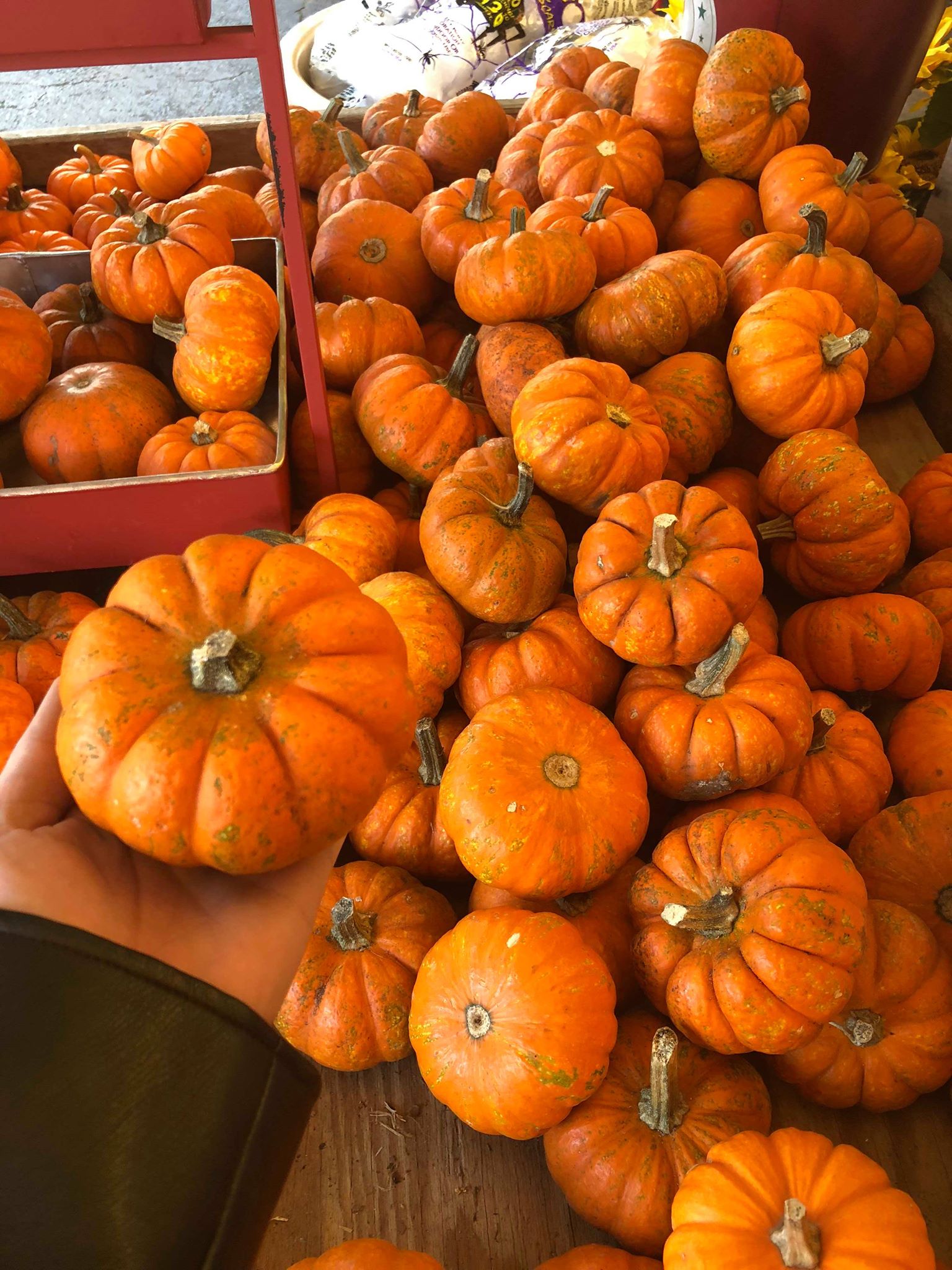 46271115_545775752538187_8330375003744763904_n