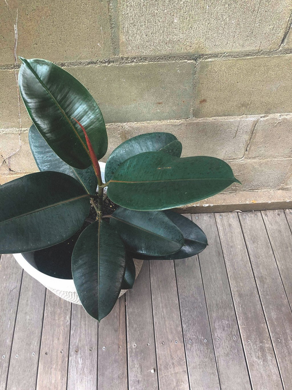 Natural Ingredients For Your Skin And Hair&nbsp;Routine