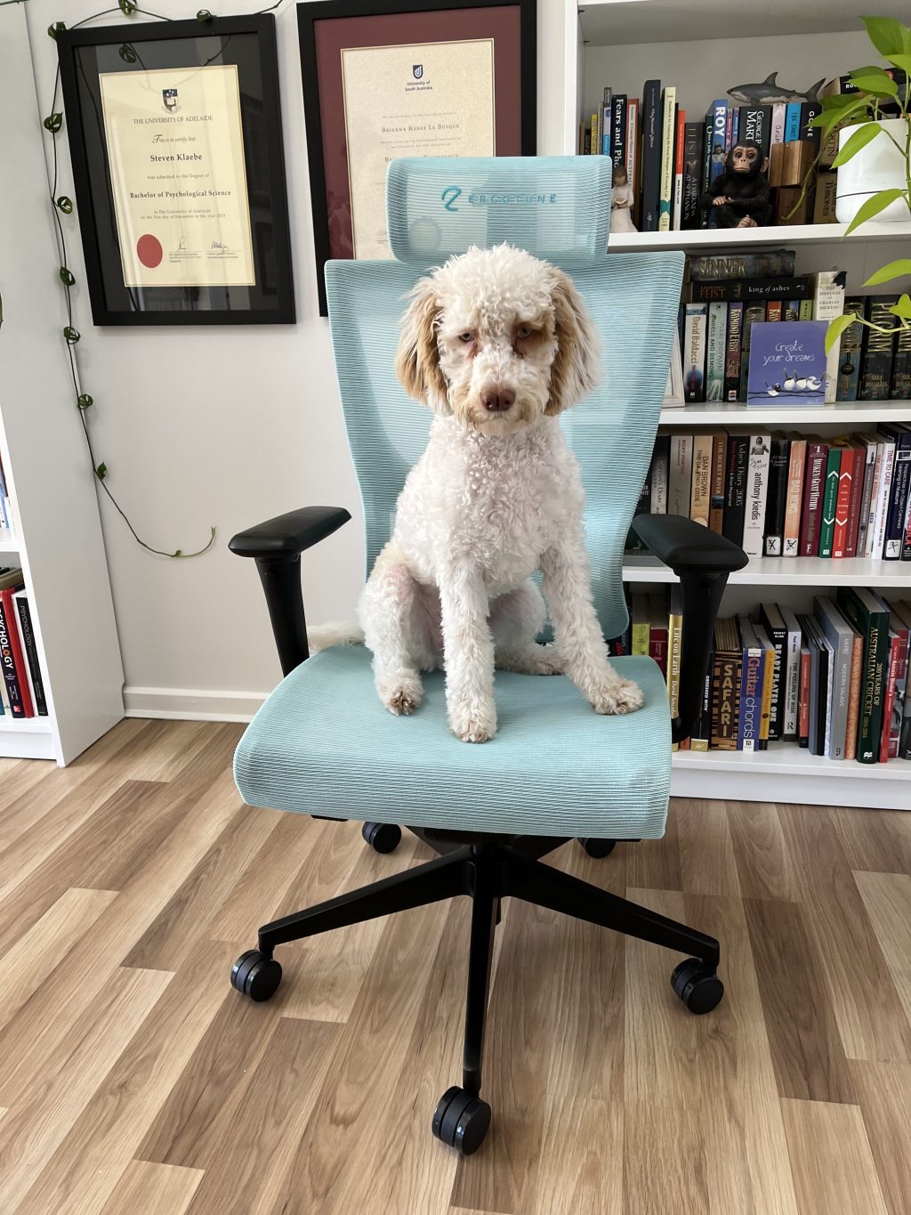 Ergotune Chair- my new WFH&nbsp;buddy